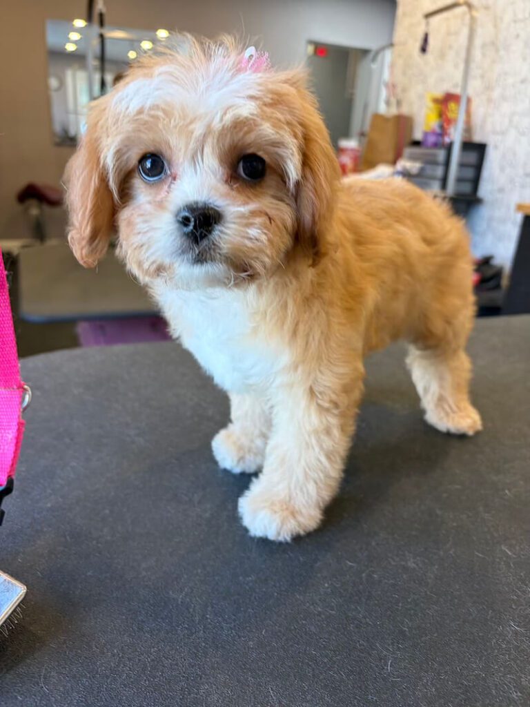 small freshly-groomed dog curiously looking at camera