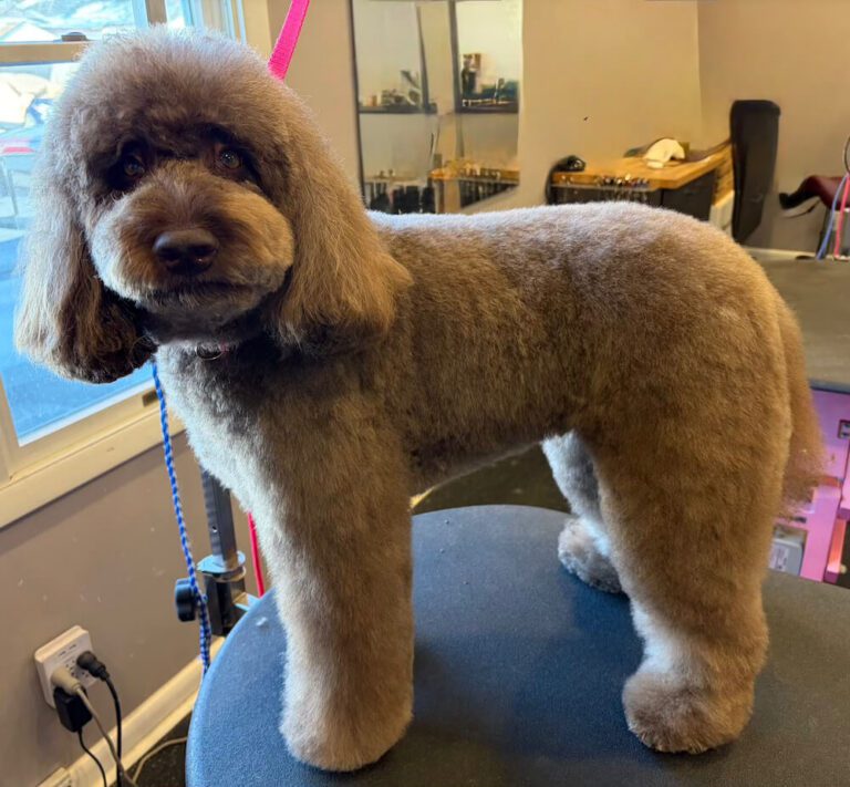 freshly-groomed fluffy brown dog standing on grooming table