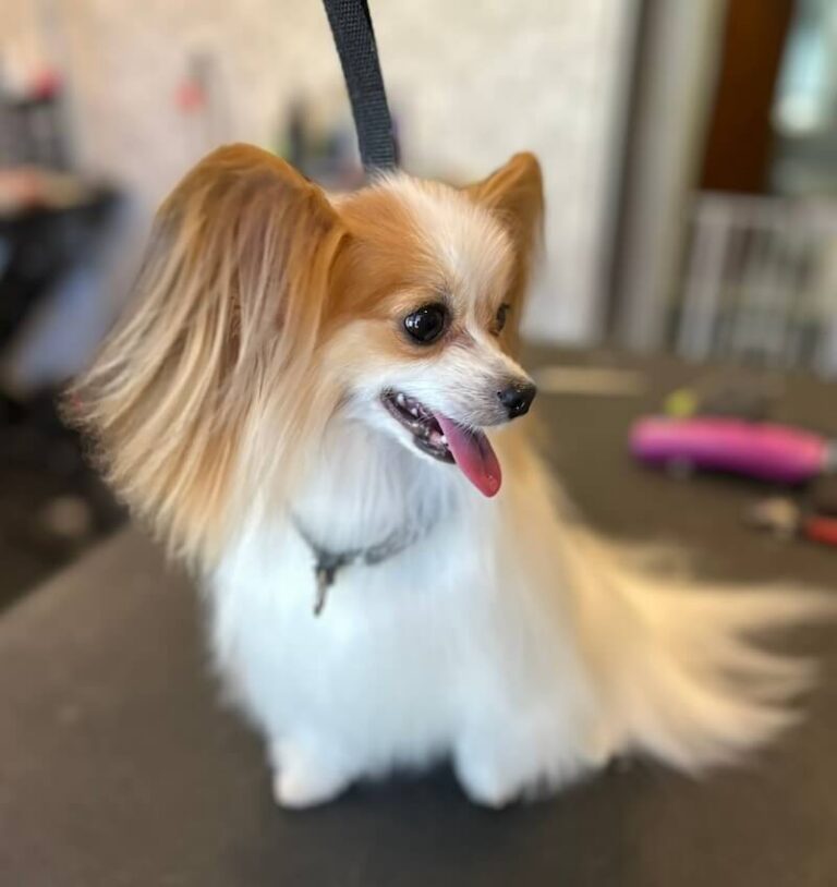 freshly-groomed long-haired brown and white dog