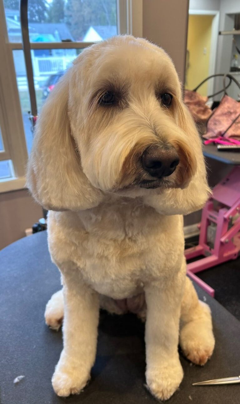 freshly-groomed fluffy white dog sitting patiently