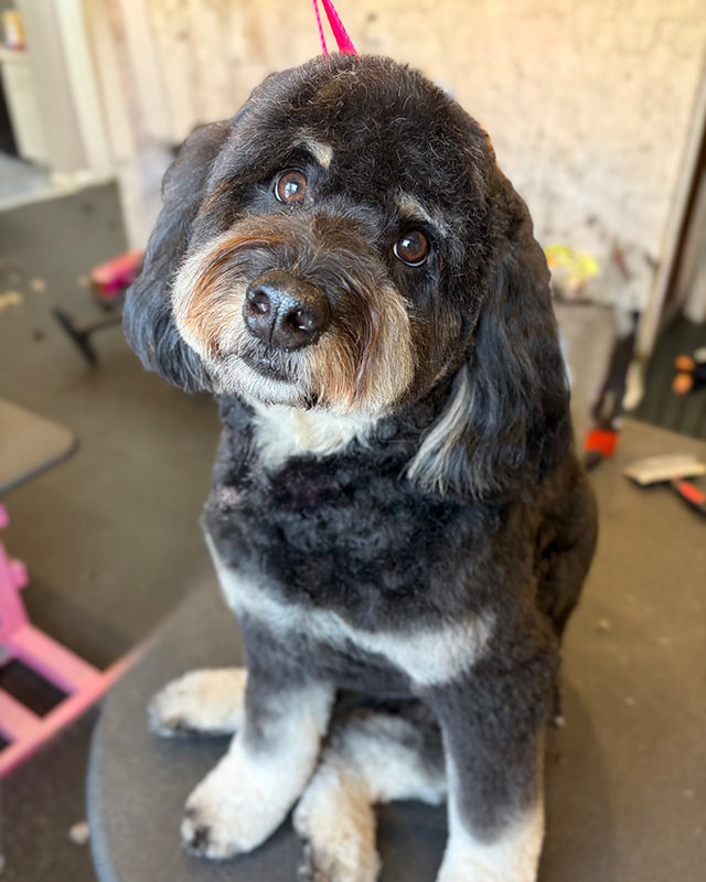 freshly-groomed dark brown dog sitting on grooming table