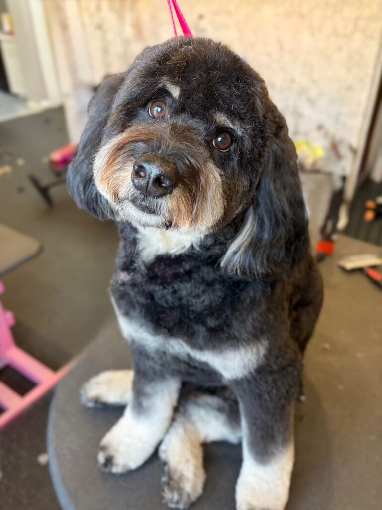 freshly-groomed dark brown dog sitting on grooming table
