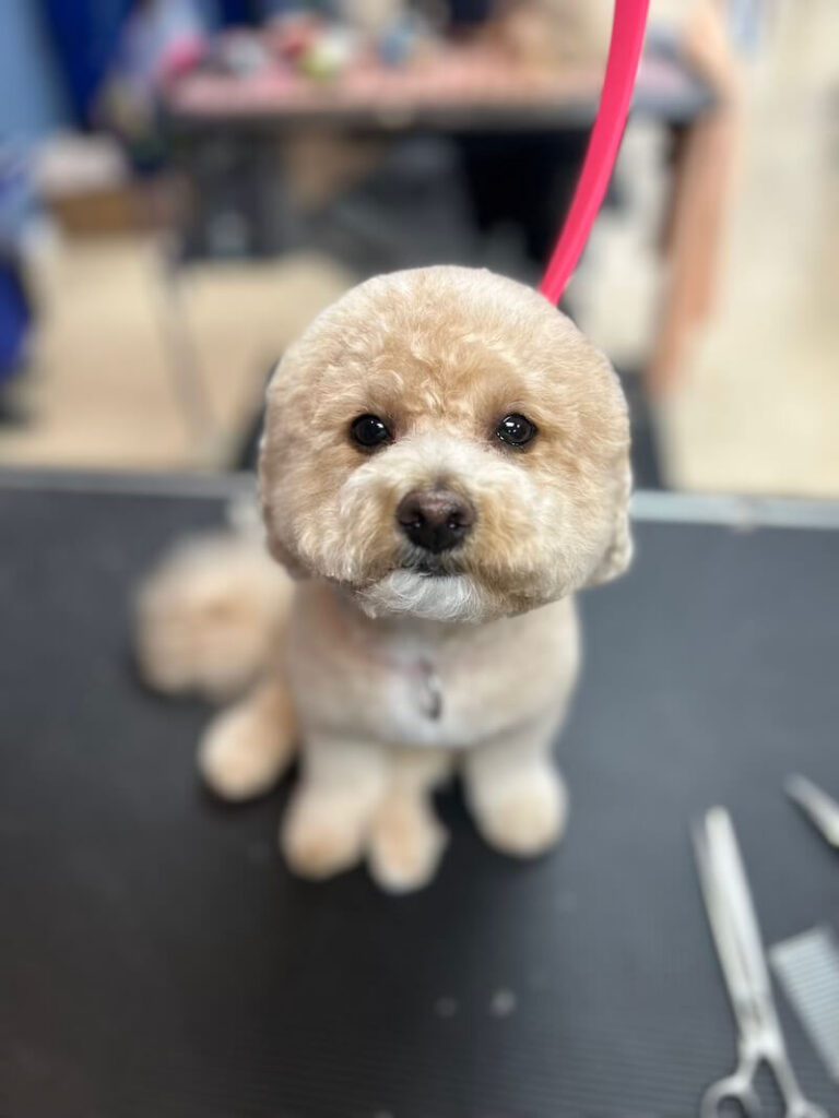 freshly-groomed beige dog sitting on grooming table
