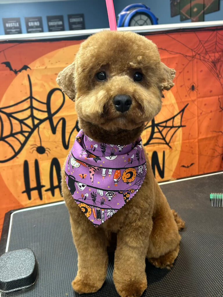 freshly-groomed brown dog wearing a purple Halloween-themed bandana and sitting in front of a Happy Halloween banner