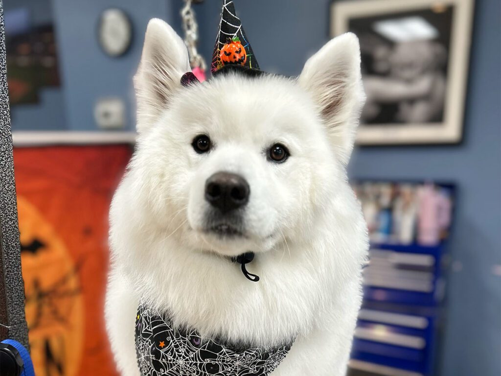 IMG_1697-1200x900-1 fluffy freshly-groomed white dog wearing a halloween costume