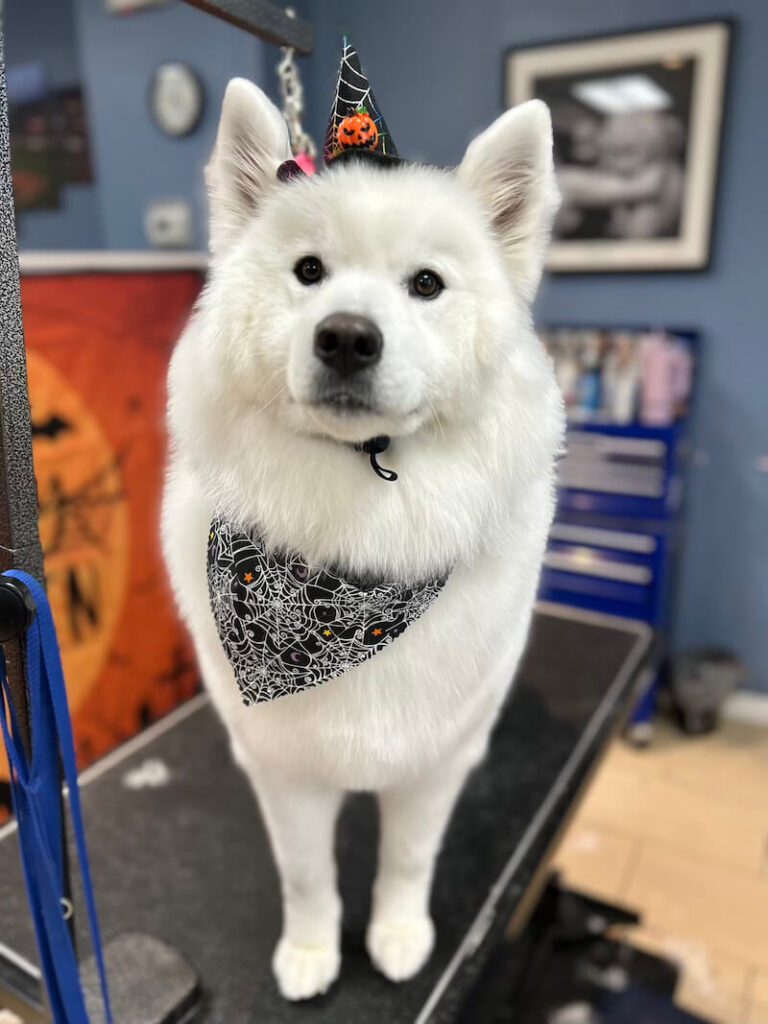 fluffy freshly-groomed white dog wearing a halloween costume