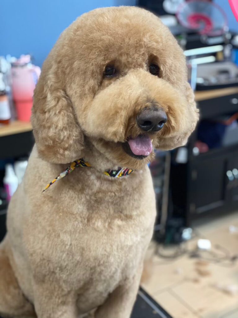 happy freshly-groomed fluffy brown dog sitting on grooming table