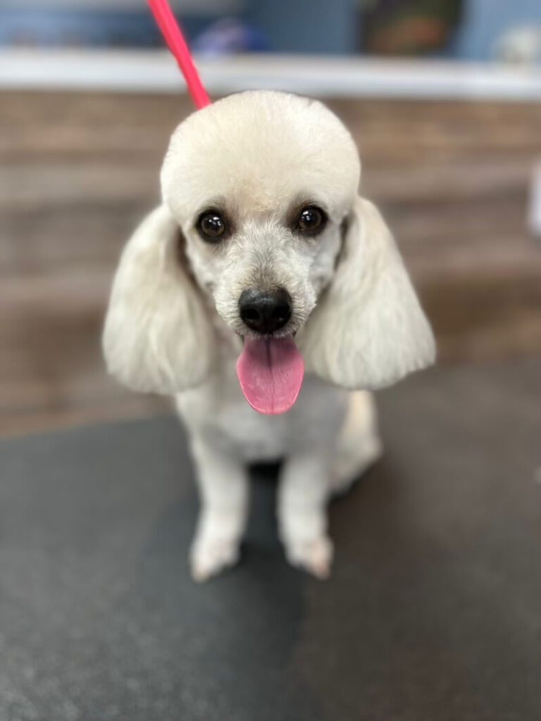 closeup of a happy freshly-groomed poodle dog