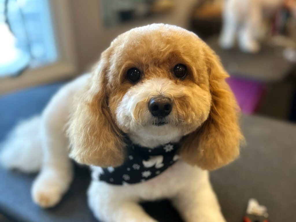 IMG_4610-1200x900-2 freshly-groomed dog wearing a black and white bandana