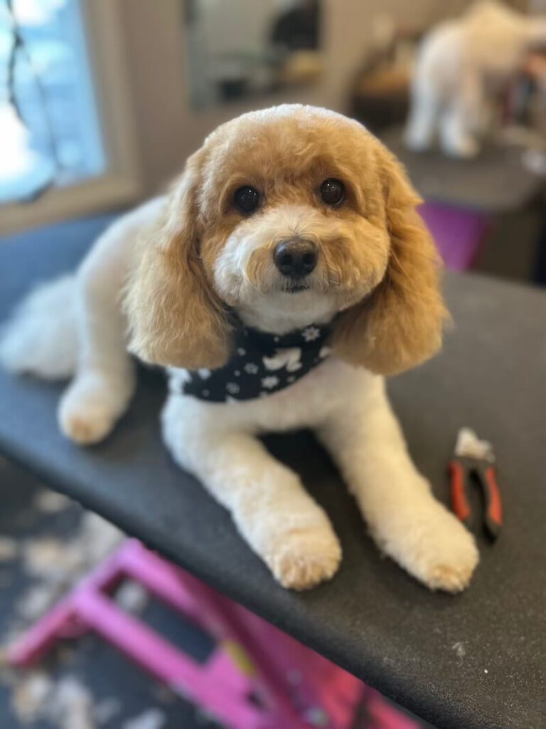 freshly-groomed dog wearing a black and white bandana