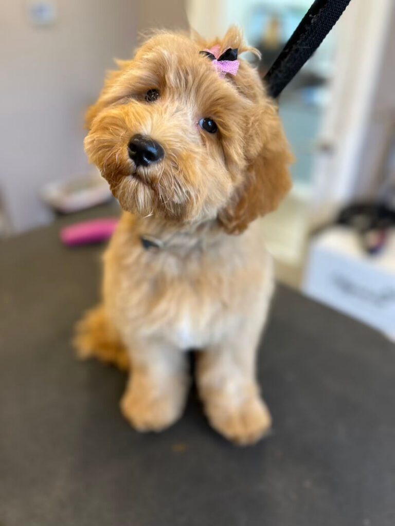 freshly-groomed brown dog wearing a pink bow
