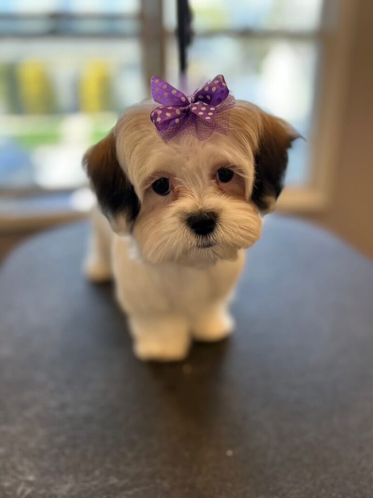 freshly-groomed small brown and white dog wearing a purple bow