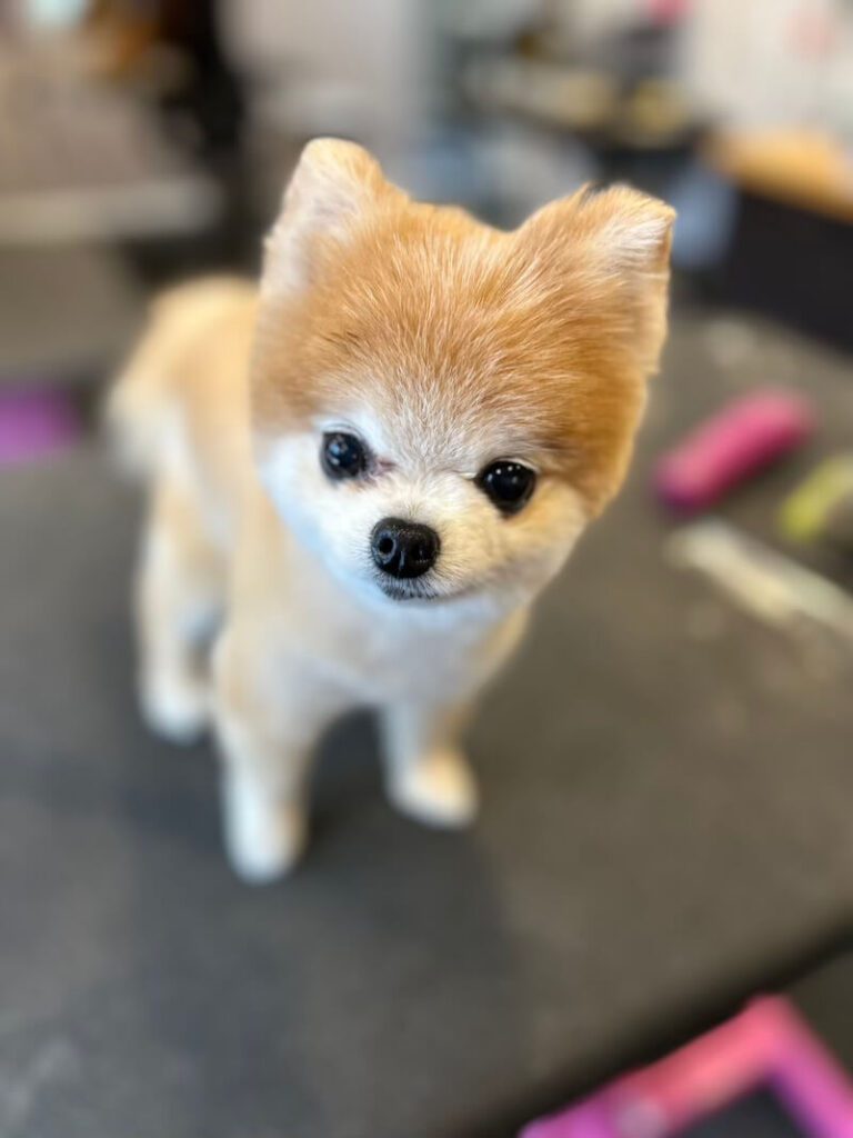 freshly-groomed puppy looking curiously at camera