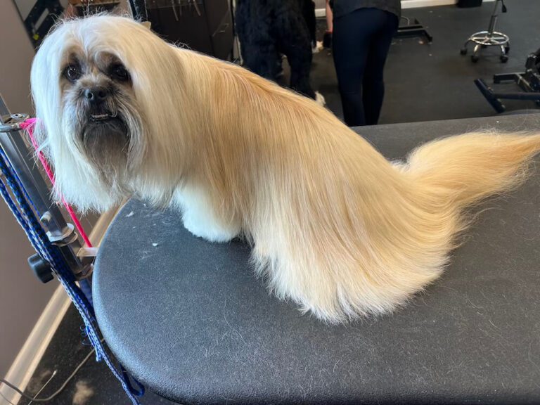 freshly-groomed long-haired dog sitting on grooming table