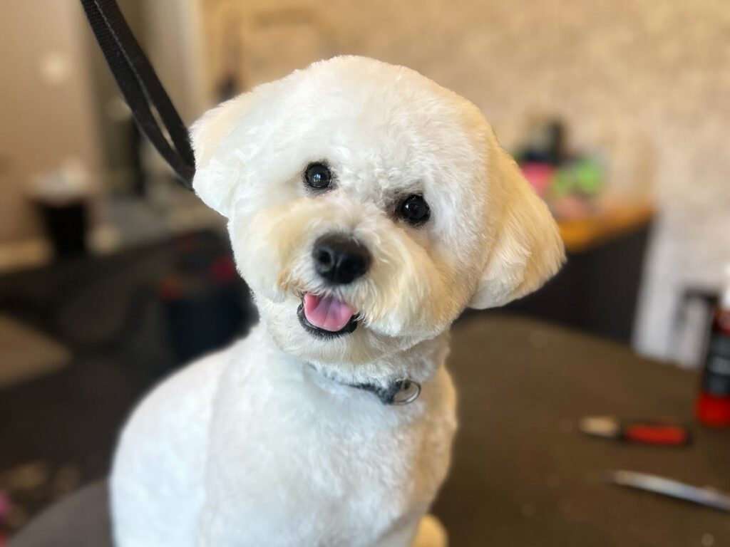 IMG_6725-1200x900-1 happy freshly-groomed white dog