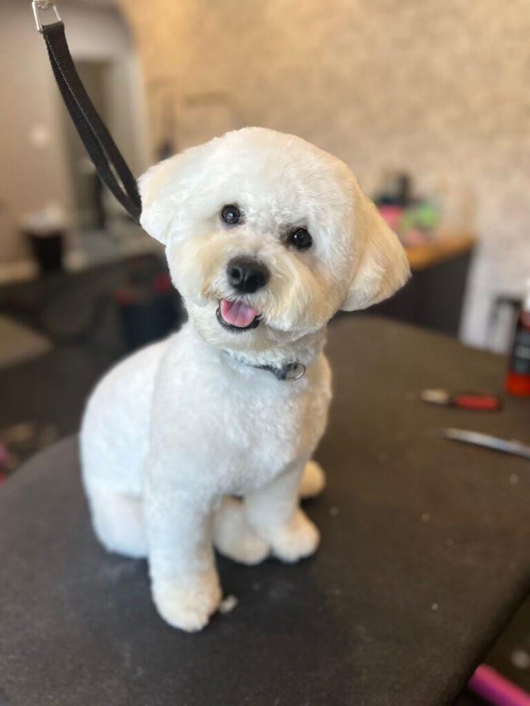 happy freshly-groomed white dog