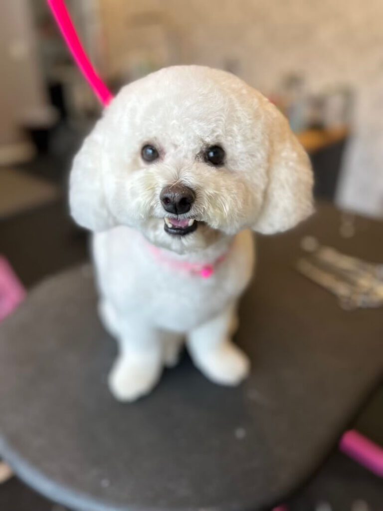 happy freshly-groomed white dog