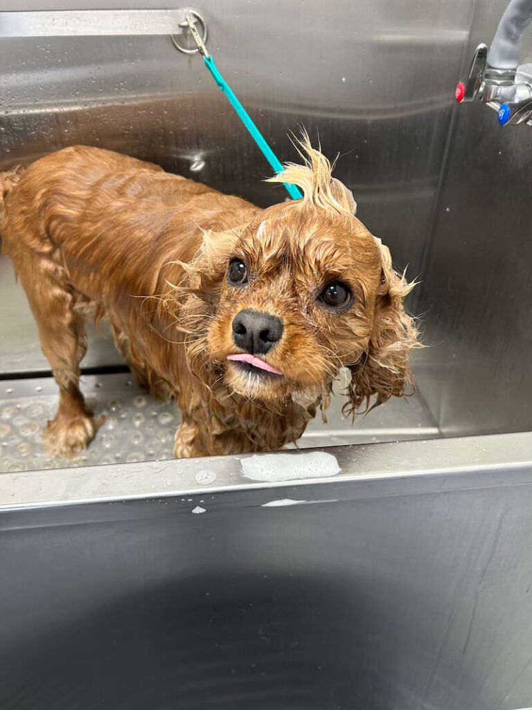 small brown dog being professionally bathed