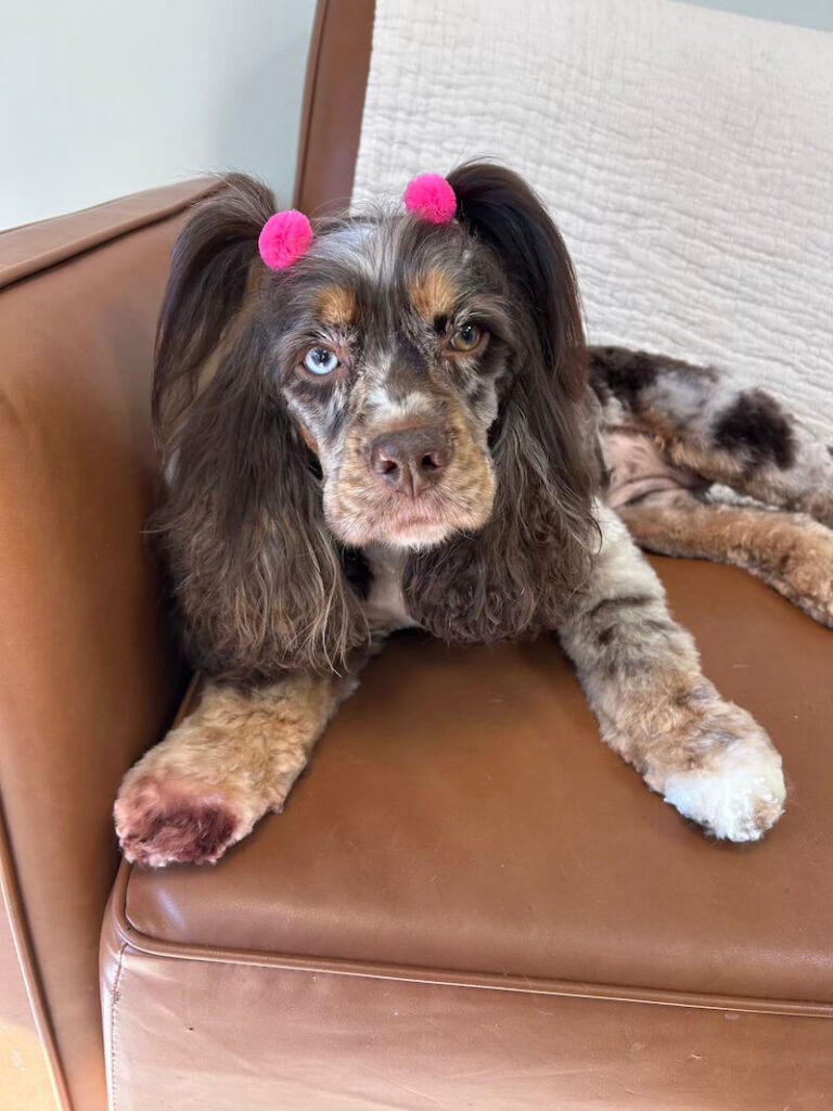 freshly-groomed spaniel mix dog wearing two pink pom poms above ears