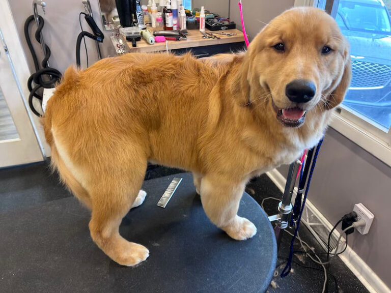 happy freshly-groomed golden retriever dog standing on grooming table by window