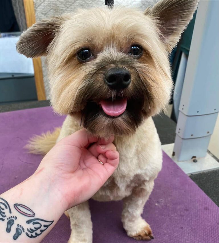 closeup of happy freshly-groomed yorkie dog