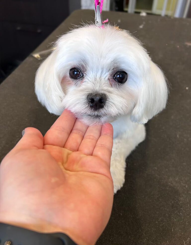 small white freshly-groomed dog looking attentively at the camera