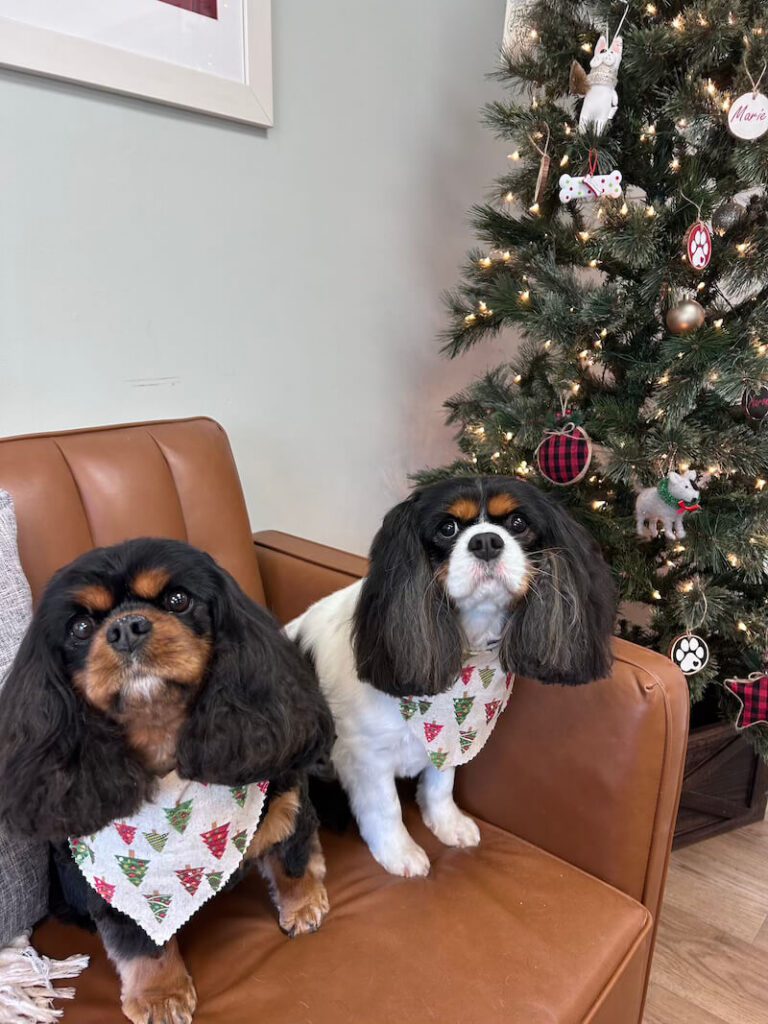 two freshly-groomed spaniel dogs sitting on sofa by Christmas tree