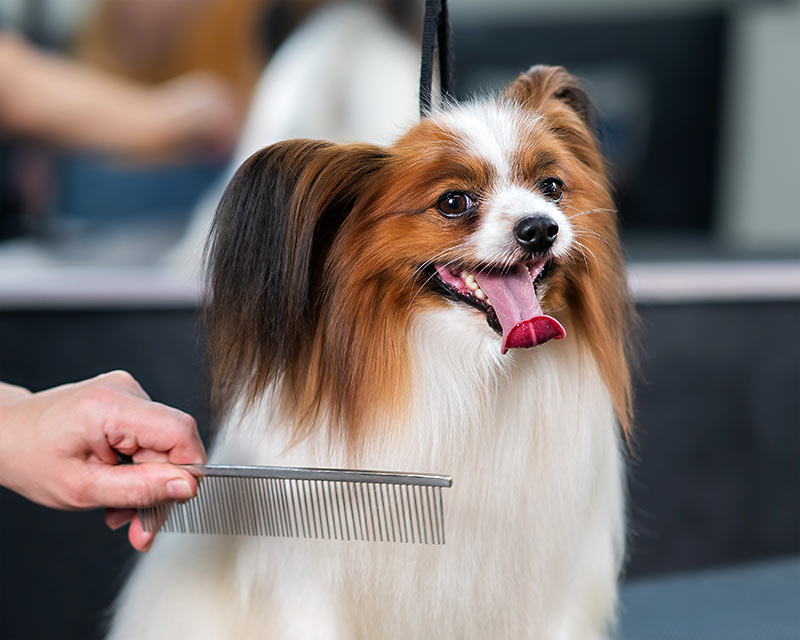 closeup of papillon continental spaniel dog with tongue hanging out being combed by professional groomer