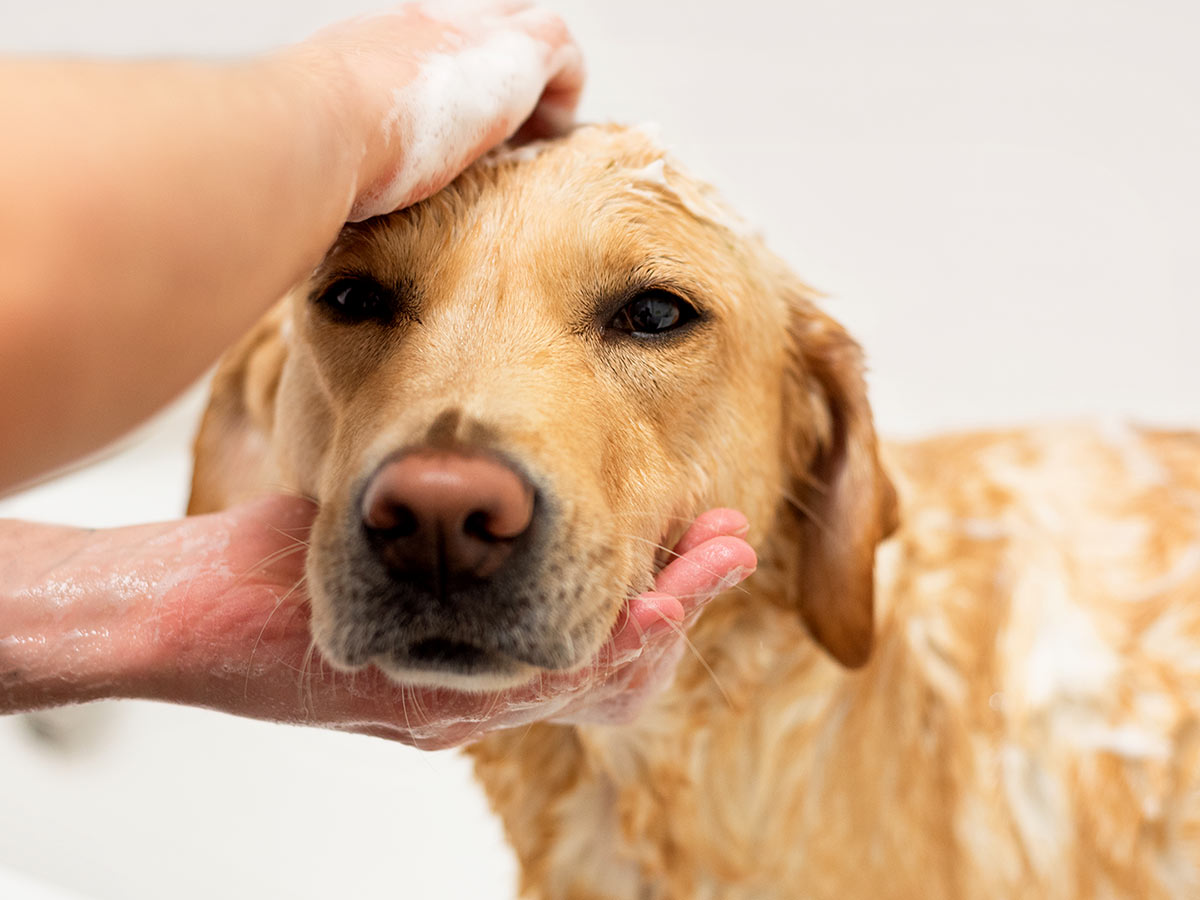 groomer-bathing-labrador-retriever-1200x900-1 cat in a towel